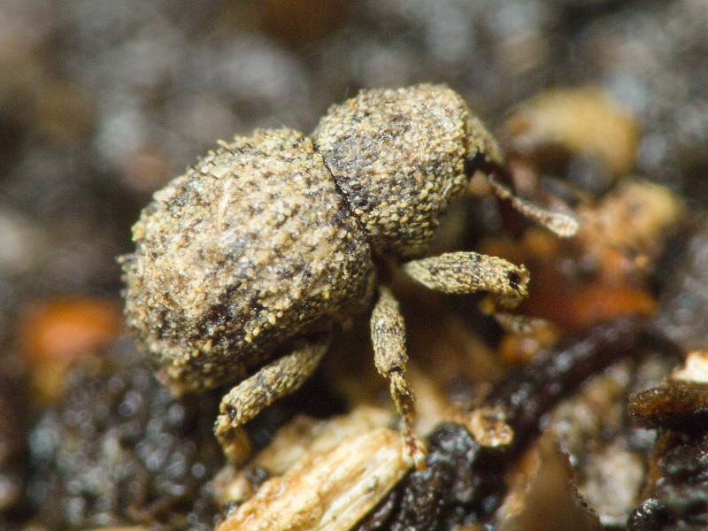 Acalles (Acalles) echinatus (Germar, 1824)